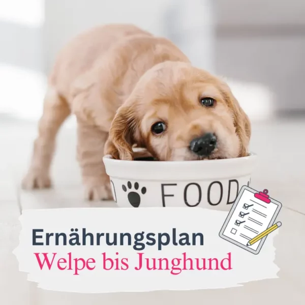 Ernährungsplan-Welpe-Junghund